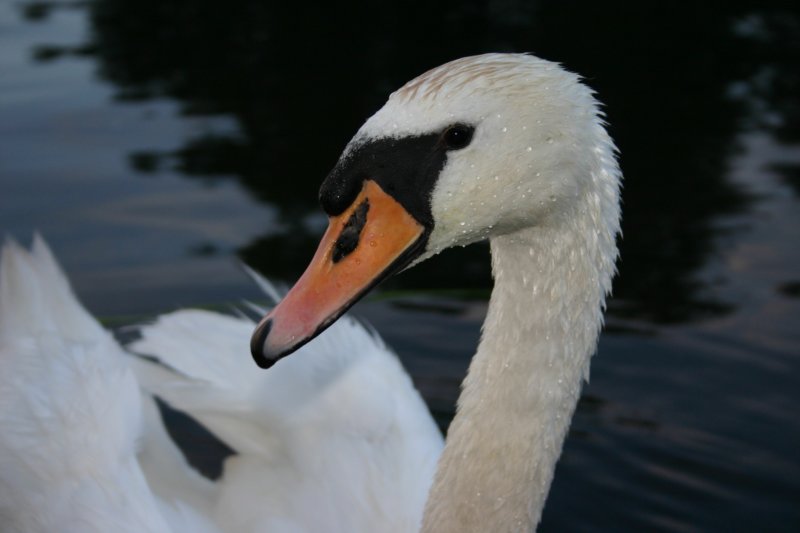 abdcygnus.jpg