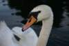 abdcygnus_small.jpg