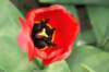 tulipantulipalamanahondaobkakanyprzezbociana_small.jpg